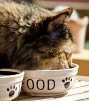 What are the symptoms of hyperthyroidism in cats and how is it treated?