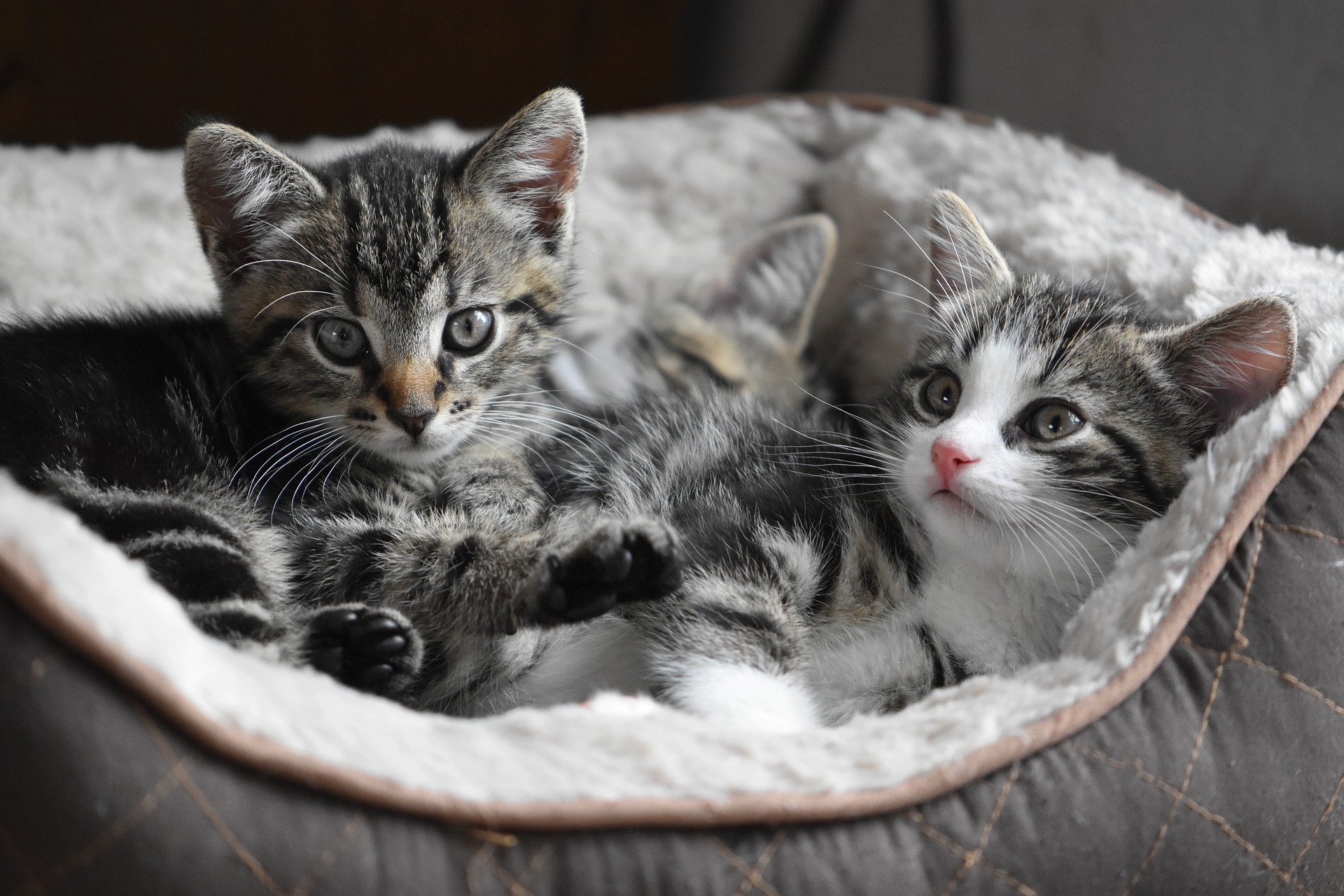 Can my kitten get pregnant? - Vet Help Direct