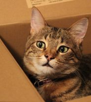 Tips for moving house with a cat