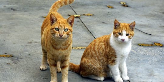 Two cats sat together