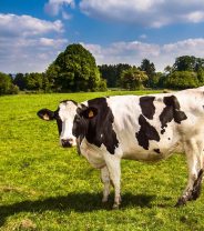 Podiatry for cows: preventing lameness by preventative treatments