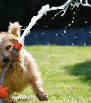 What are the signs of heatstroke in dogs?