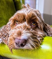 Is a Cockapoo a Real Dog Breed?