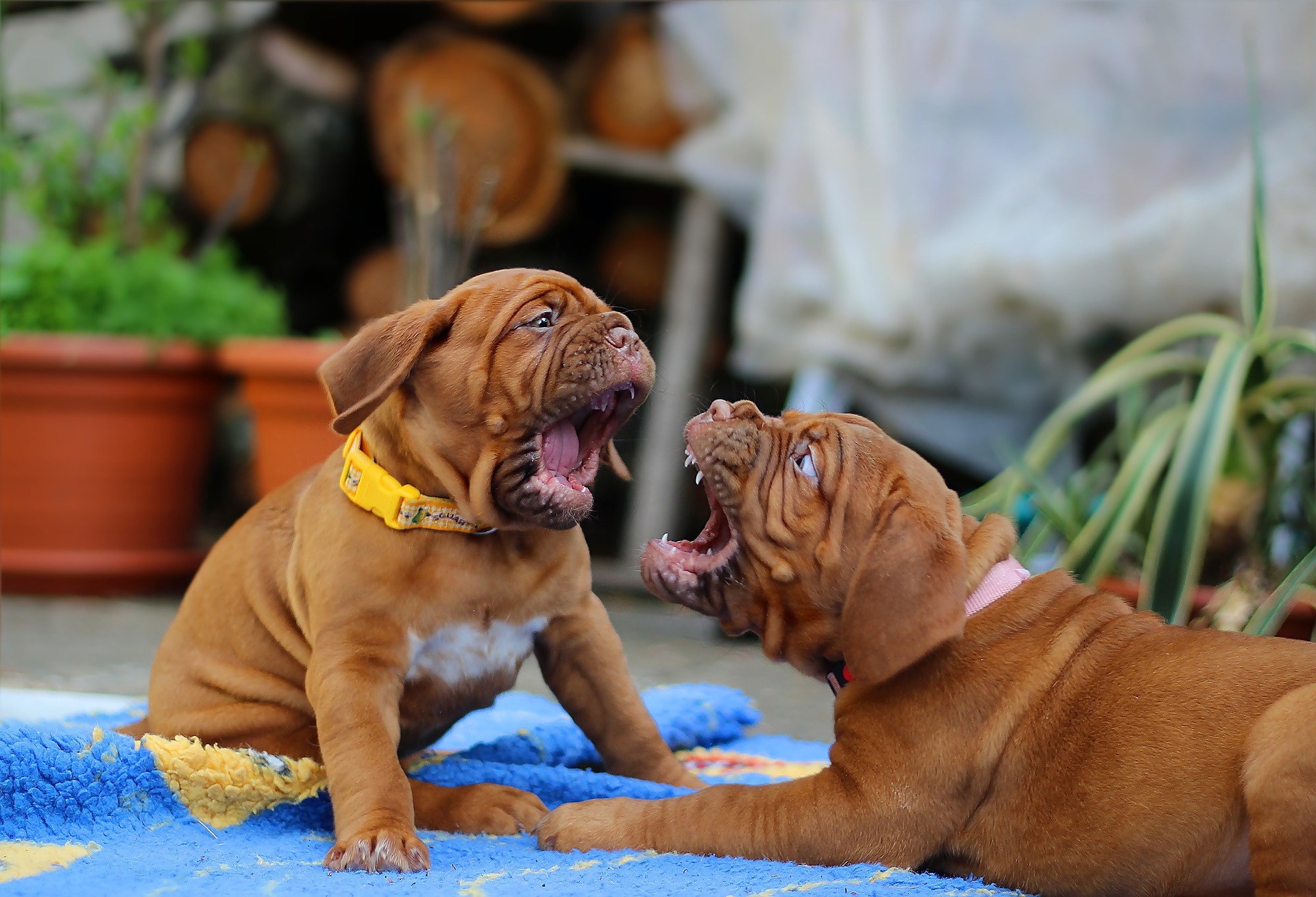 Why Does My Puppy Keep Biting Me And What Can I Do Vet Help Direct