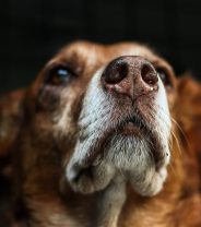 End of life care for dogs - how your vet can help