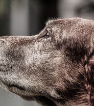 End of life care for dogs: what should you look out for?