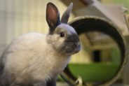 How do I know if my rabbit has an infection?