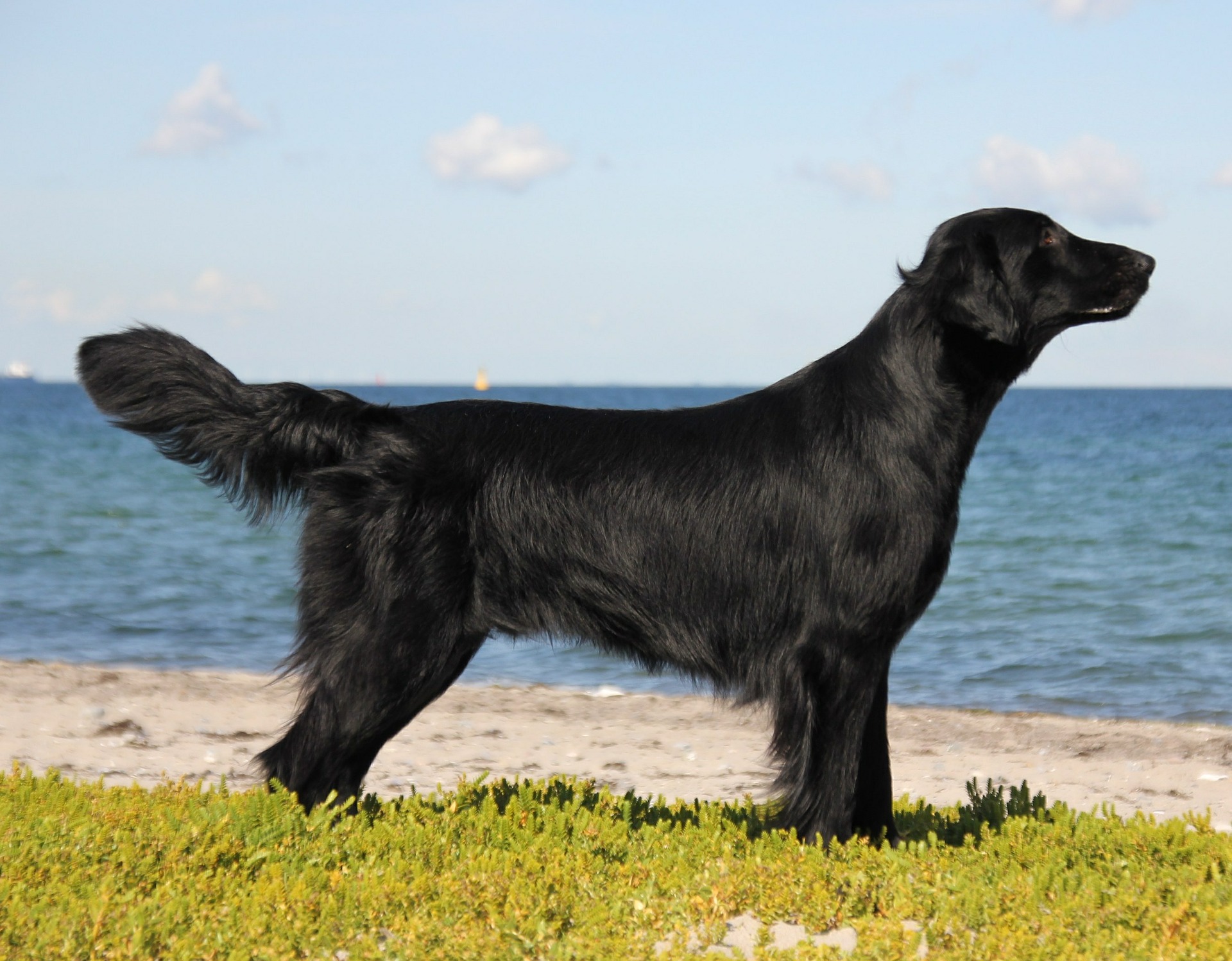 FlatCoated Retriever Dog Breed Guide Vet Help Direct