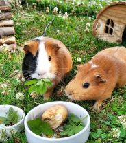 What should Guinea Pigs eat?