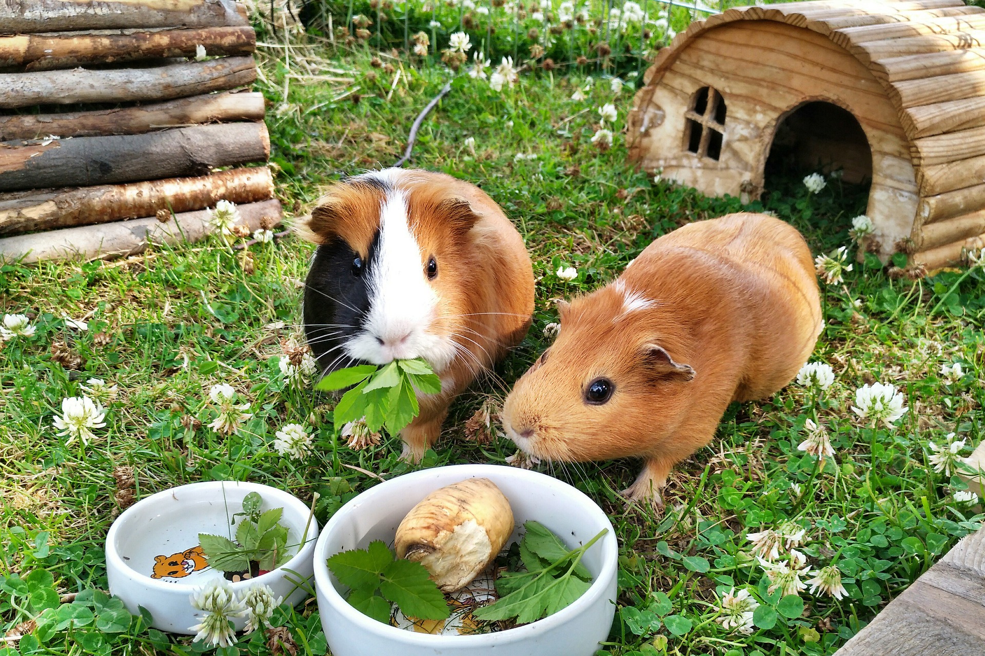 Best things to shop feed guinea pigs