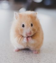 Do hamsters make good pets?