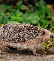 How can we help our hedgehogs as they come out of hibernation?