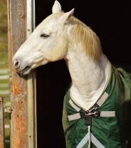 Equine fitness – How can we prepare to get back in the saddle?