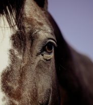 What is PPID and how is it treated in horses?