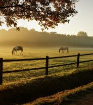 Horse Welfare: The importance of the 3 Fs