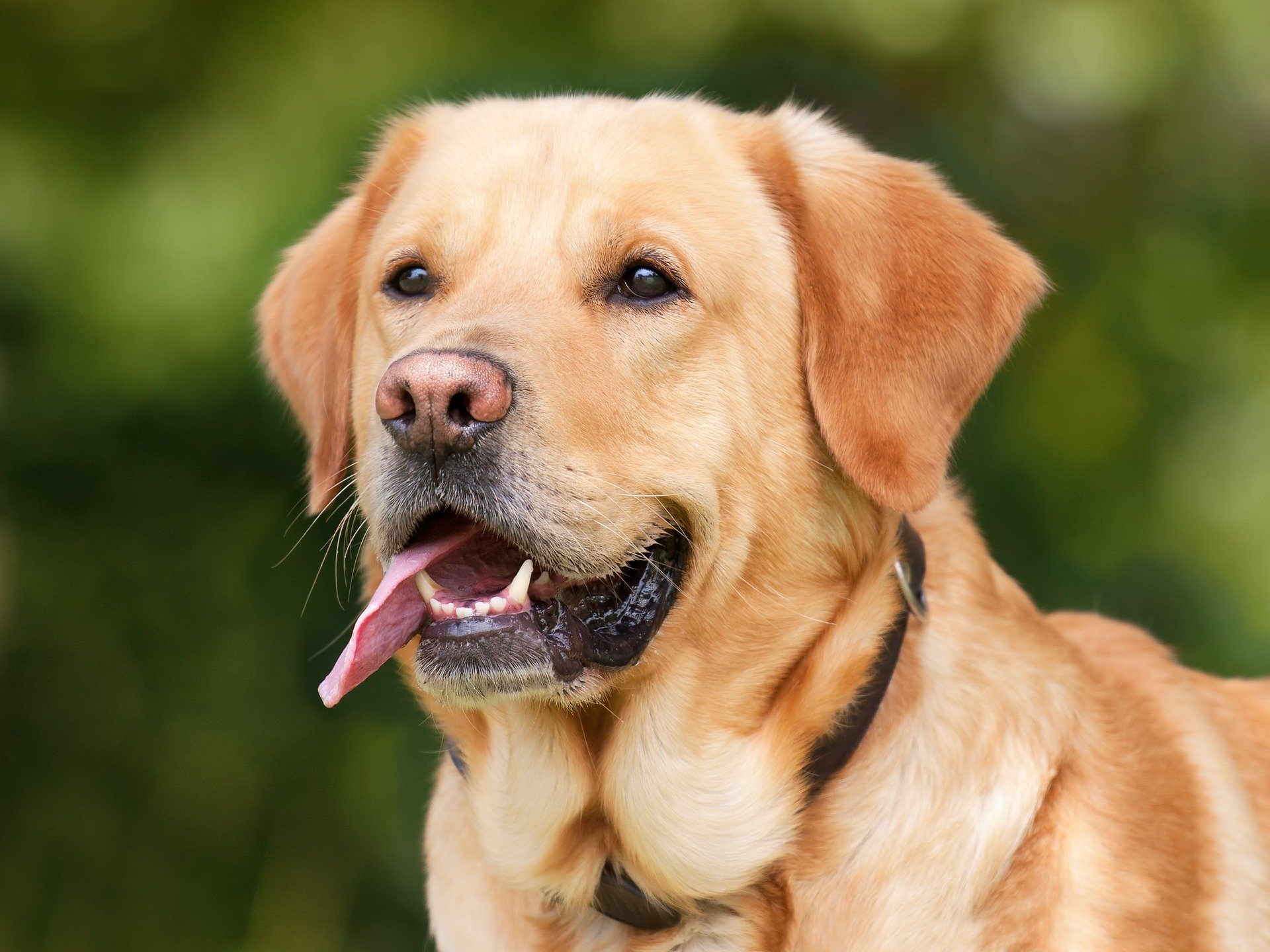 what causes elevated liver enzymes in a dog