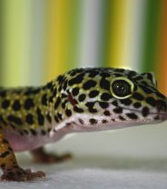 Can reptiles get a fever?