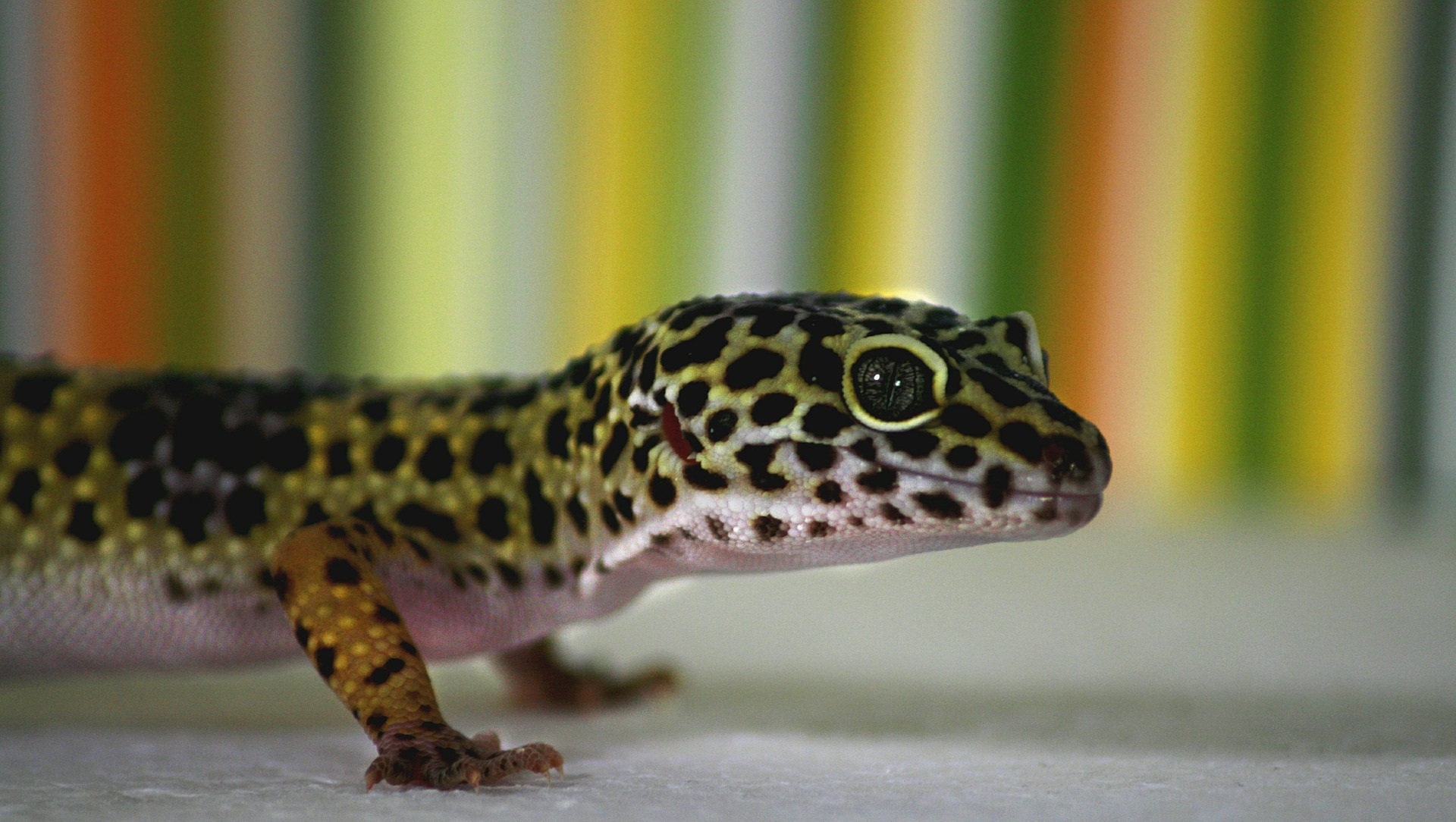 Can reptiles get a fever? Vet Help Direct