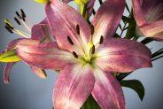 Are lilies really dangerous for cats?