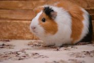 My guinea pig has a sore eye - what should I do?