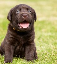 Case Study: A puppy with a sore mouth