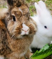 Is it safe to neuter my rabbit?