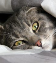 Why do cats get blood clots and what are the symptoms?