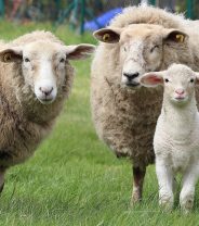 Lambing – a smallholder’s guide to when to call the vet