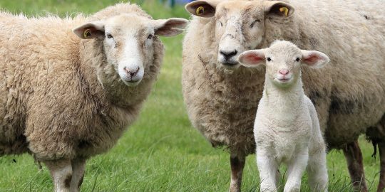 Sheep