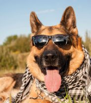Can dogs get sunburnt and what are the signs?
