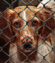Tougher sentences introduced for cruelty to animals