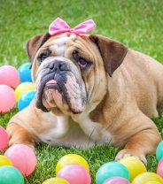 Which pronoun – do pets have a gender identity?