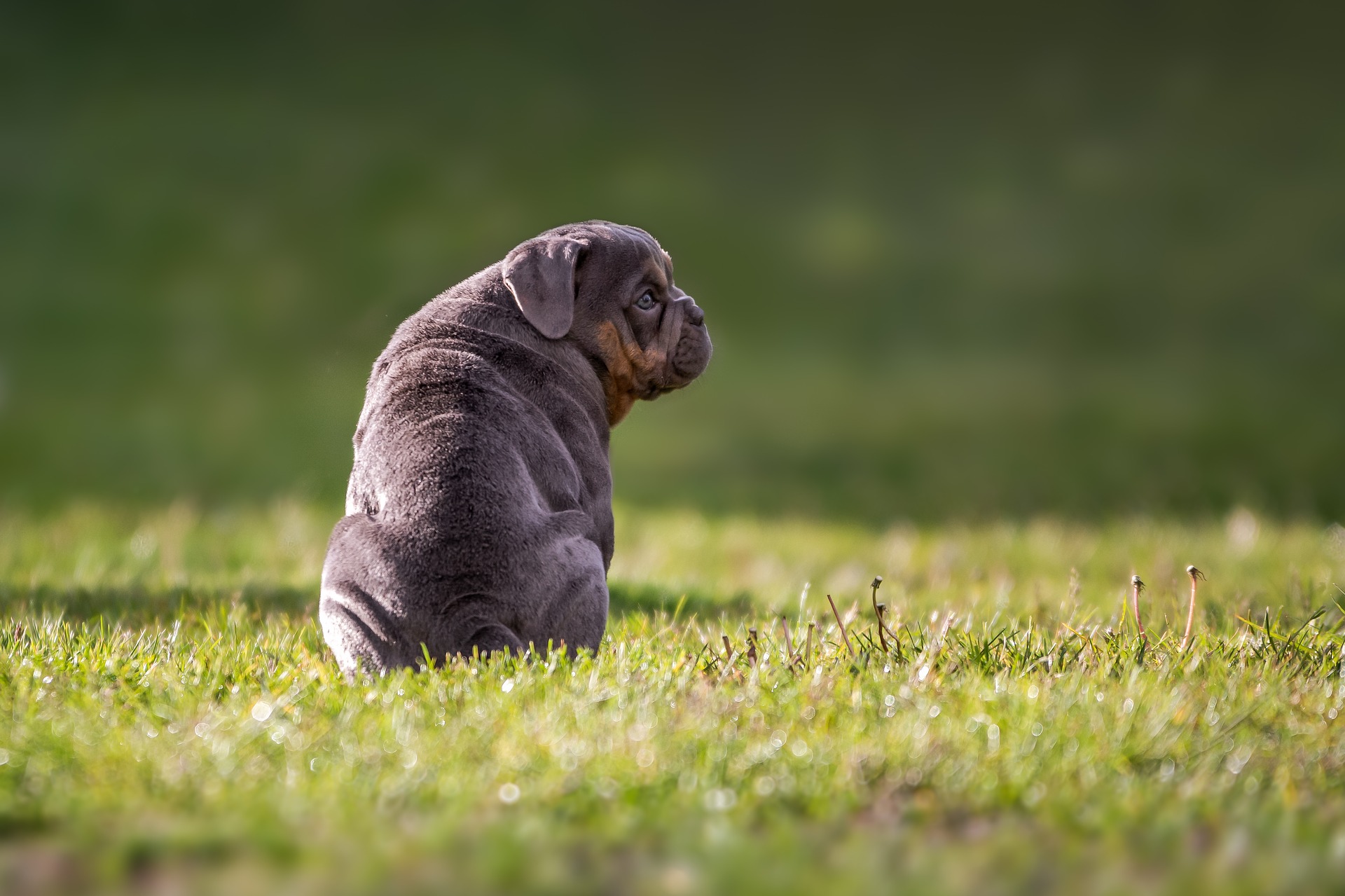 why-is-my-puppy-not-eating-vet-help-direct