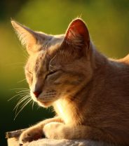 Do cats get heatstroke and what are the symptoms?