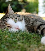 Do dogs and cats get Ketoacidosis?
