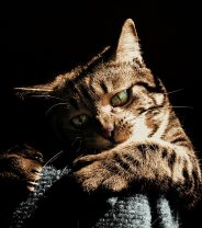 What is Cat Scratch Fever and how can you reduce the risk?