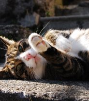 Can cats get sunburnt and what are the signs?