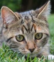 Compulsory Microchipping for Cats part of Government Action Plan for Animal Welfare