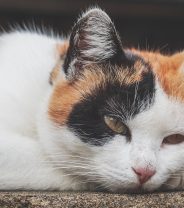 Do cats get pyometra and what are the symptoms?