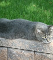 What is Manx Syndrome in Cats?