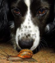 Why lungworm is a threat to your dog