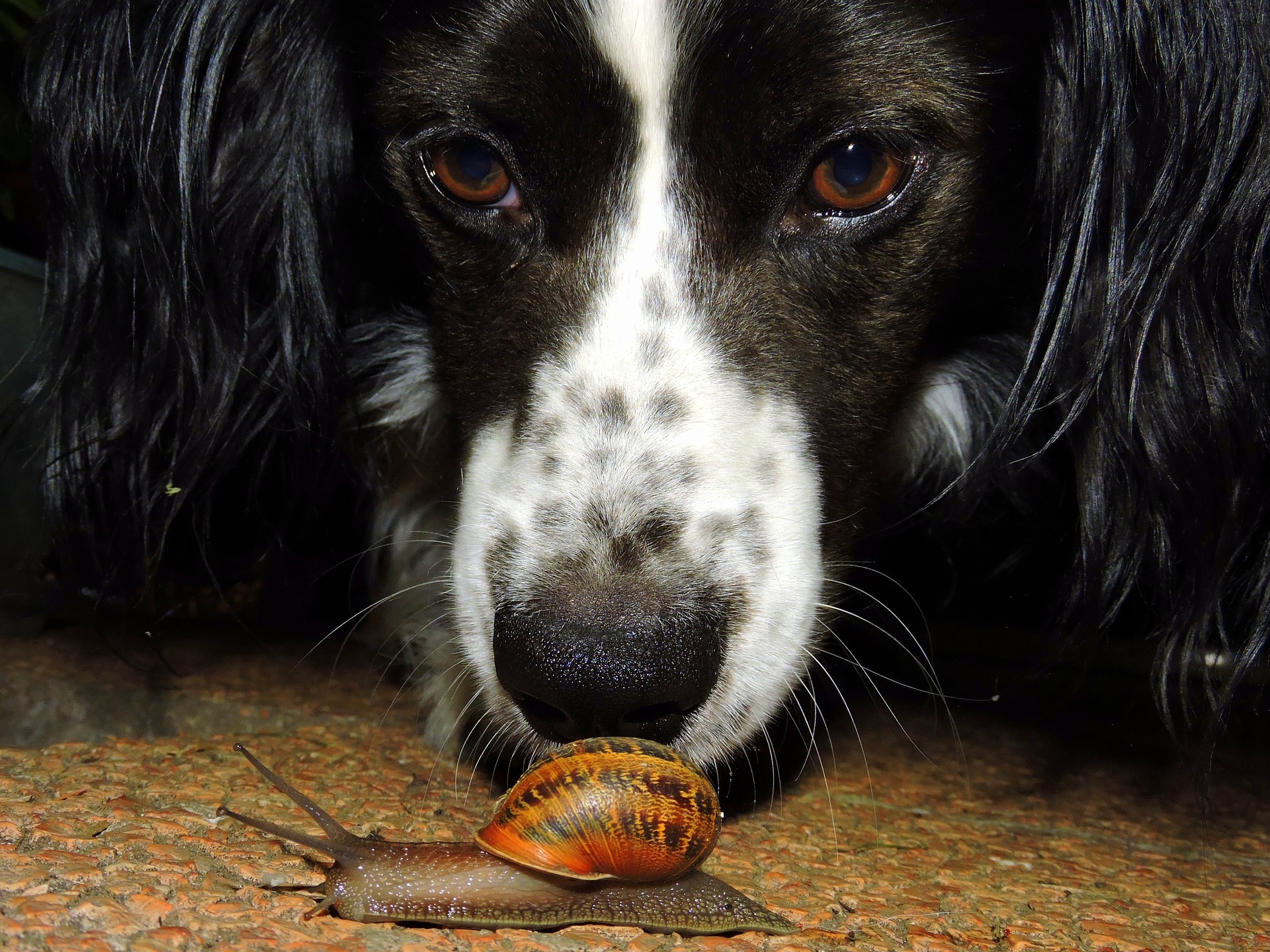 how do you test for lungworm in dogs