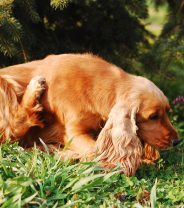 Can supplements help treat atopic dermatitis in dogs?