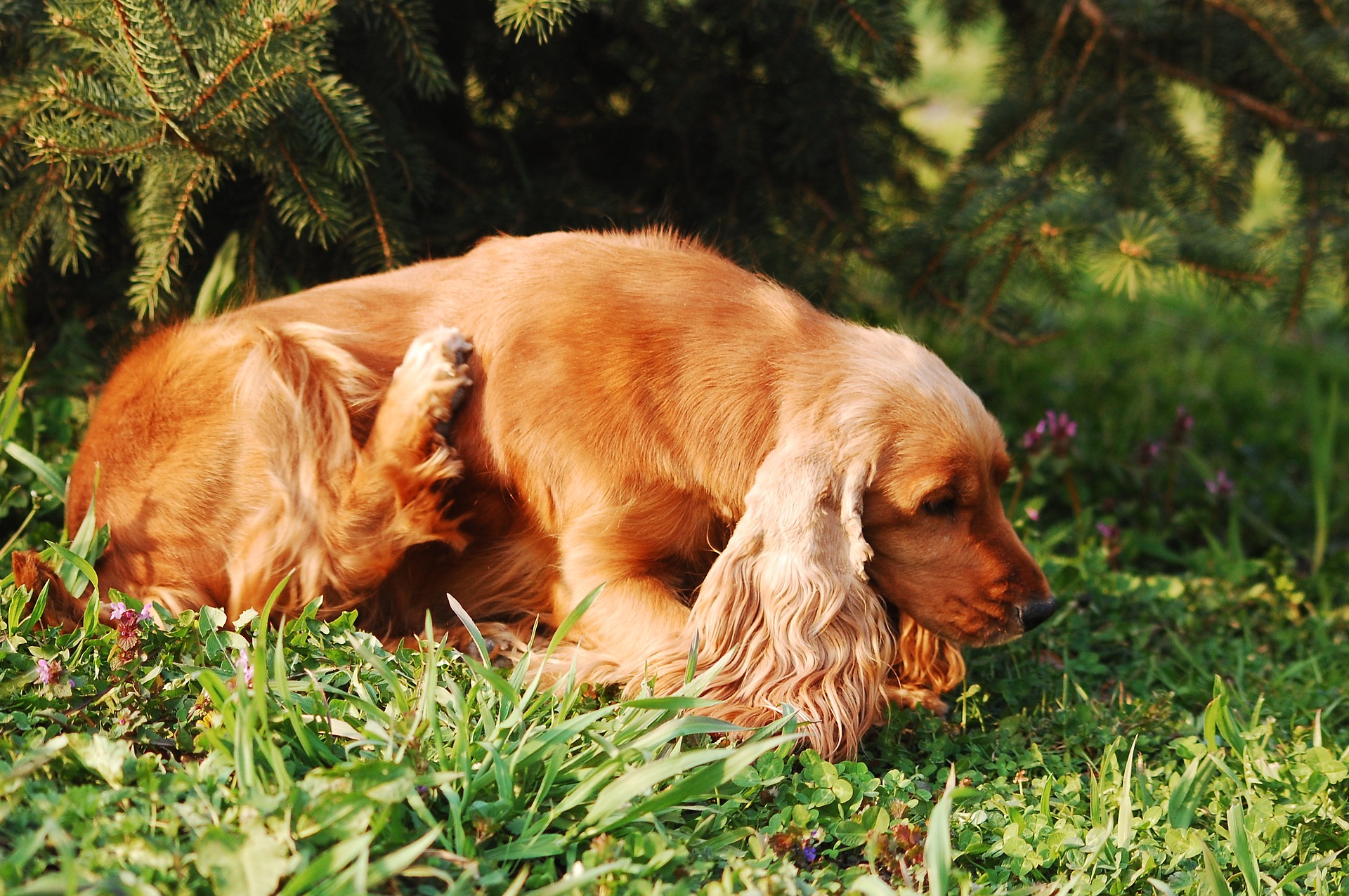 can dogs flare up eczema