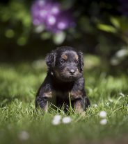Vet tips on how to settle in a new puppy
