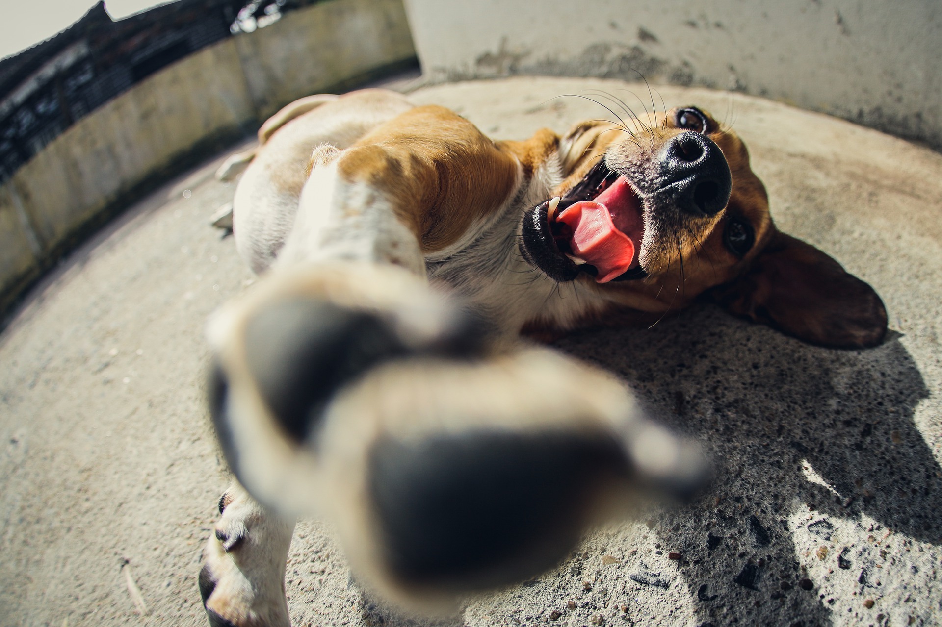 What is mange in dogs? Vet Help Direct