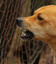 Why are vets so afraid of rabies when we have a vaccine?