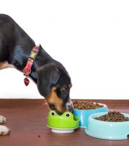 Should I be avoiding grain-free food for my dog?
