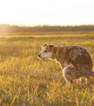 My dog’s poo is black, what’s wrong?