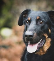 Do dogs get thyroid problems and what are the signs?